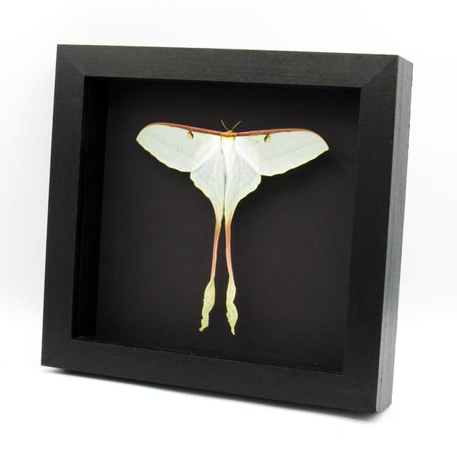 Rare XL Chinese Moon Moth framed - Actias dubernardi - female - Victorian mount