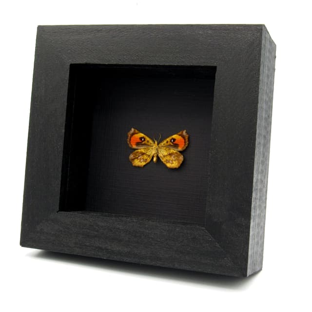 Real tiny Sunset moth framed taxidermy - Pterodecta anchora