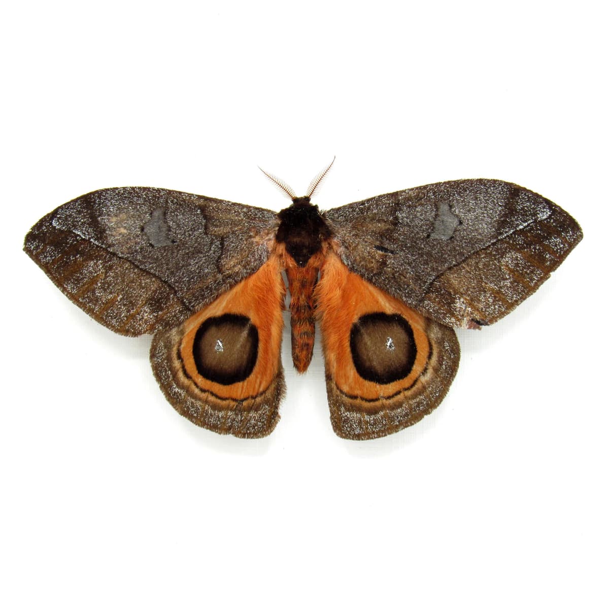 Real orange Saturn moth framed taxidermy - Automeris watsoni - Victorian mount