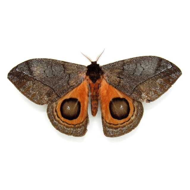 Real orange Saturn moth framed taxidermy - Automeris watsoni - Victorian mount