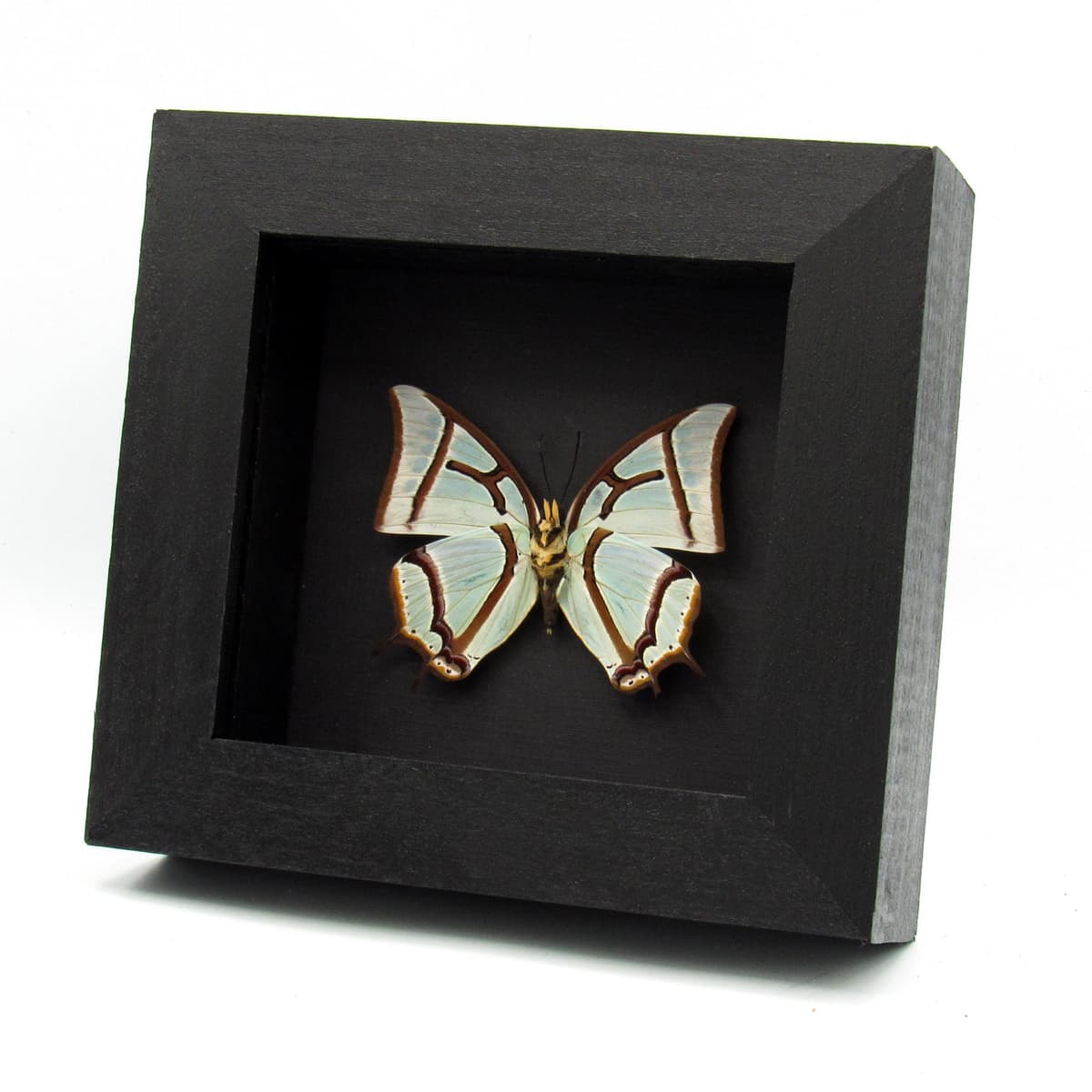 Real pearlescent green Nawab butterfly framed taxidermy - Polyura narcaea