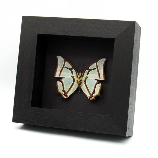 Real pearlescent green Nawab butterfly framed taxidermy - Polyura narcaea
