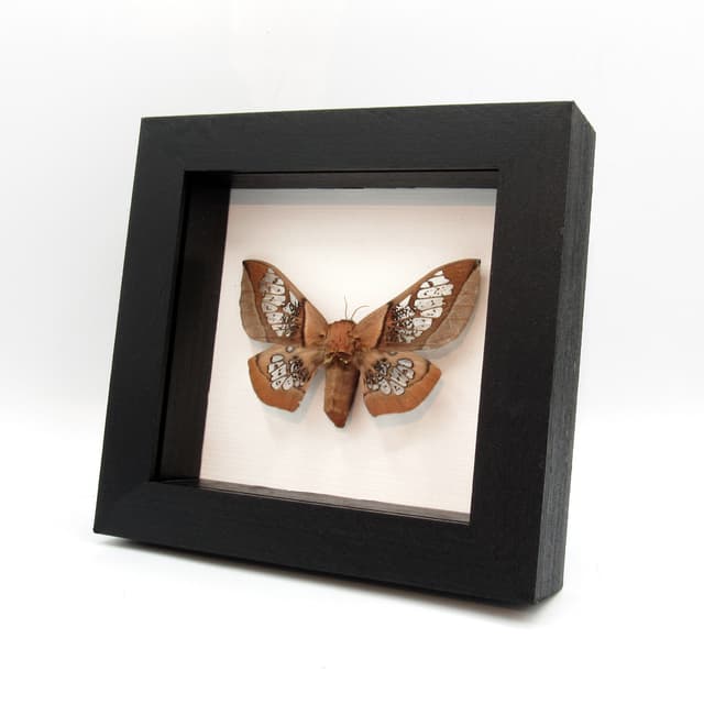 Rare Clear Wing Saturn moth framed taxidermy - Neocarnegia basirei - large female