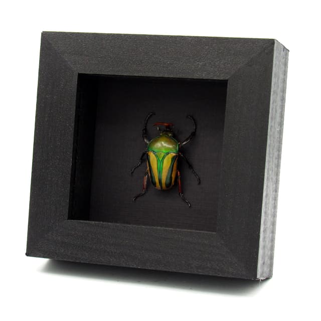 Real yellow Scarab beetle framed specimen - Eudicella gralli