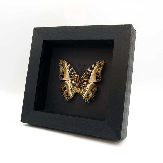 Real Black-bordered Charaxes butterfly framed taxidermy - Charaxes pollux