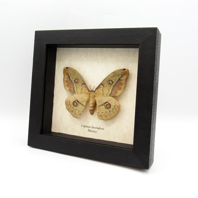 Rare Mexican Silk moth framed taxidermy - Copaxa lavendera - female