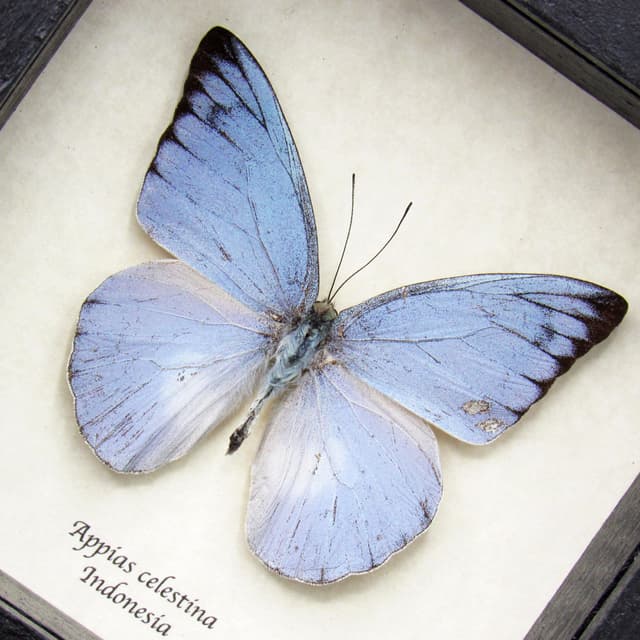 Real Blue Albatross butterfly framed taxidermy - Appias celestina