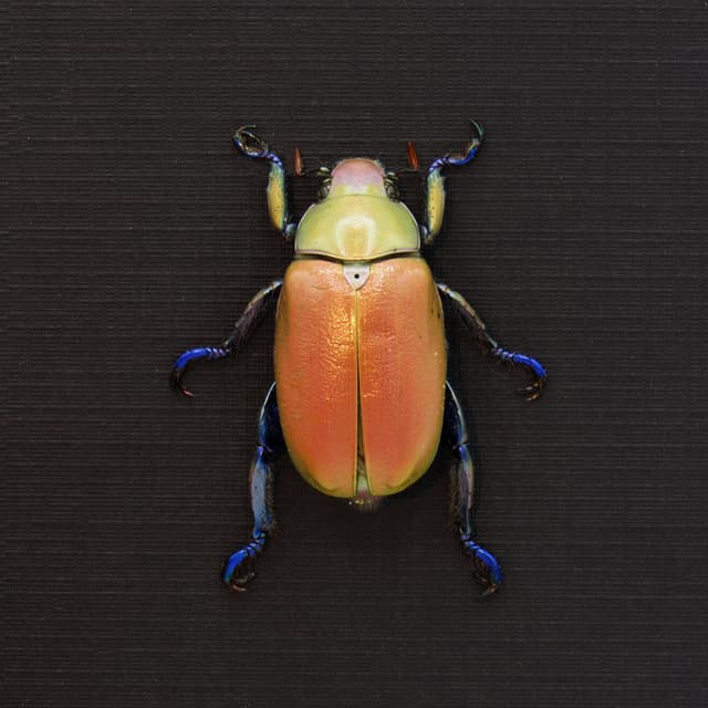 Very rare real Jewel Scarab beetle framed taxidermy - Chrysina erubescens - pink form!