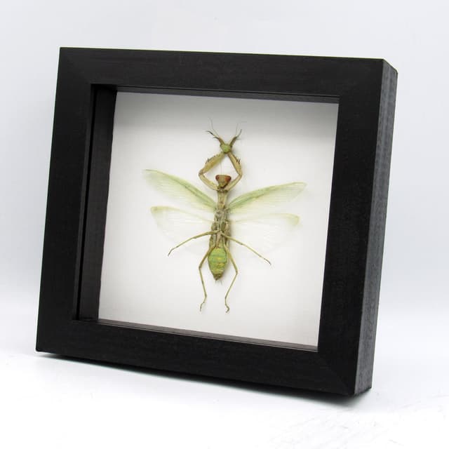 Real Green Mantis Displaying the Severed Head of her Lover in Triumph