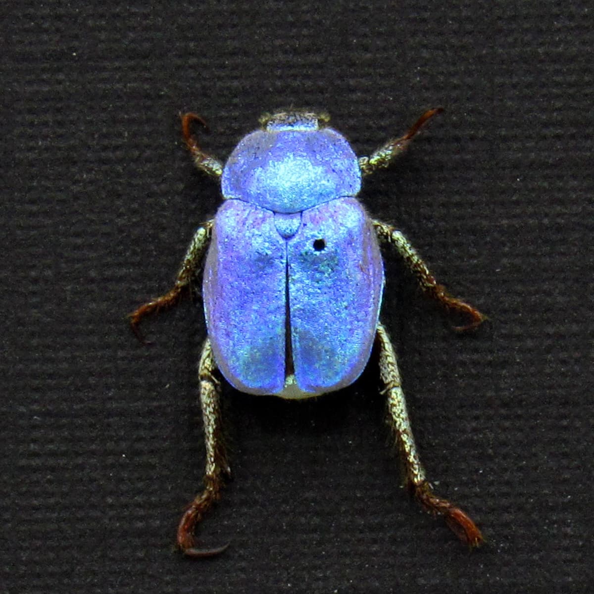 Real tiny blue Scarab beetle framed taxidermy - Hoplia coerulea