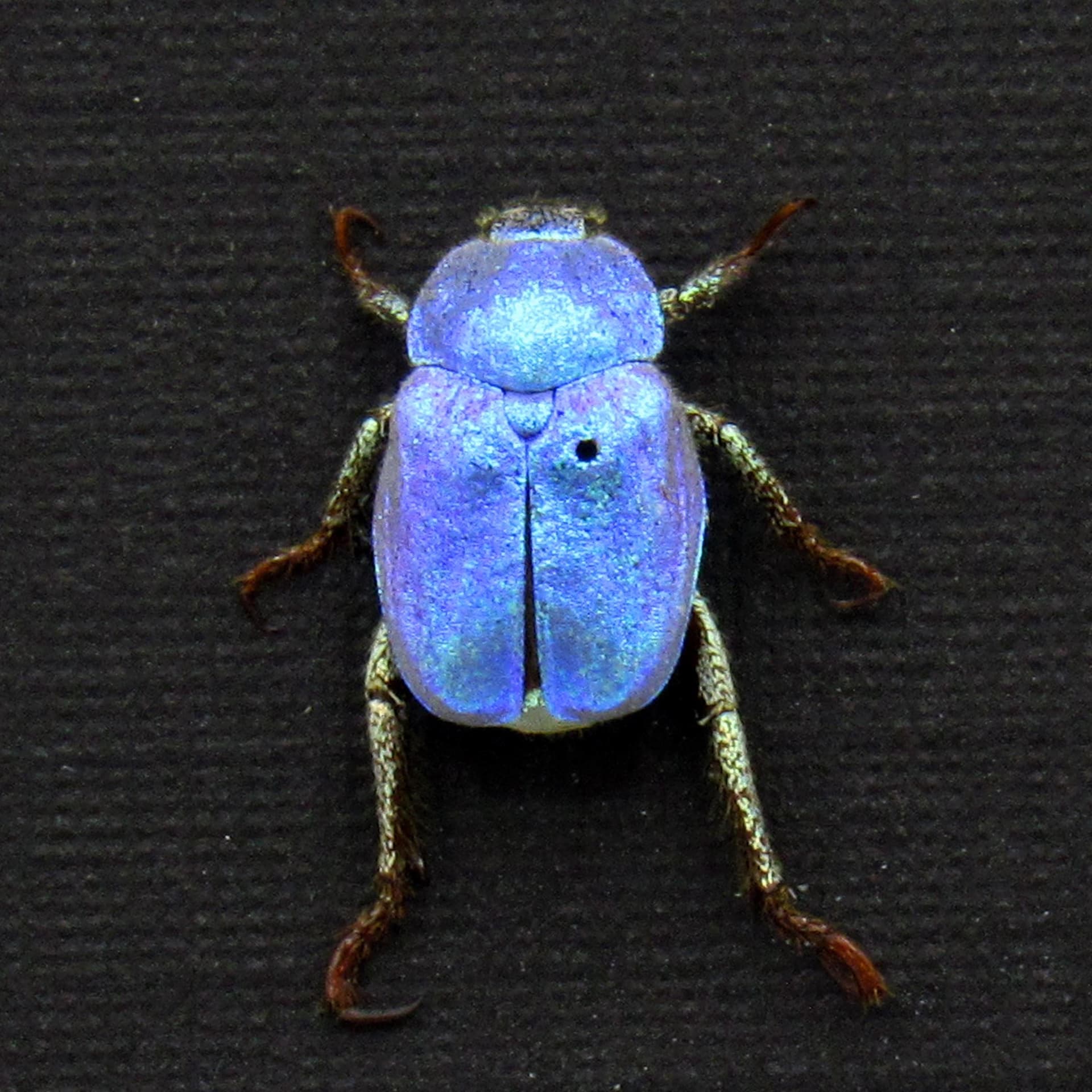 Real tiny blue Scarab beetle framed taxidermy - Hoplia coerulea