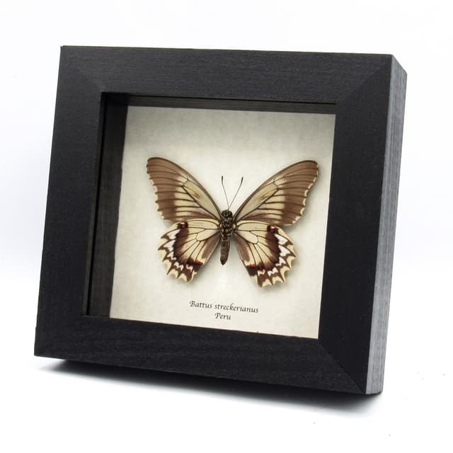 Real Swallowtail butterfly framed taxidermy - Battus streckerianus - female