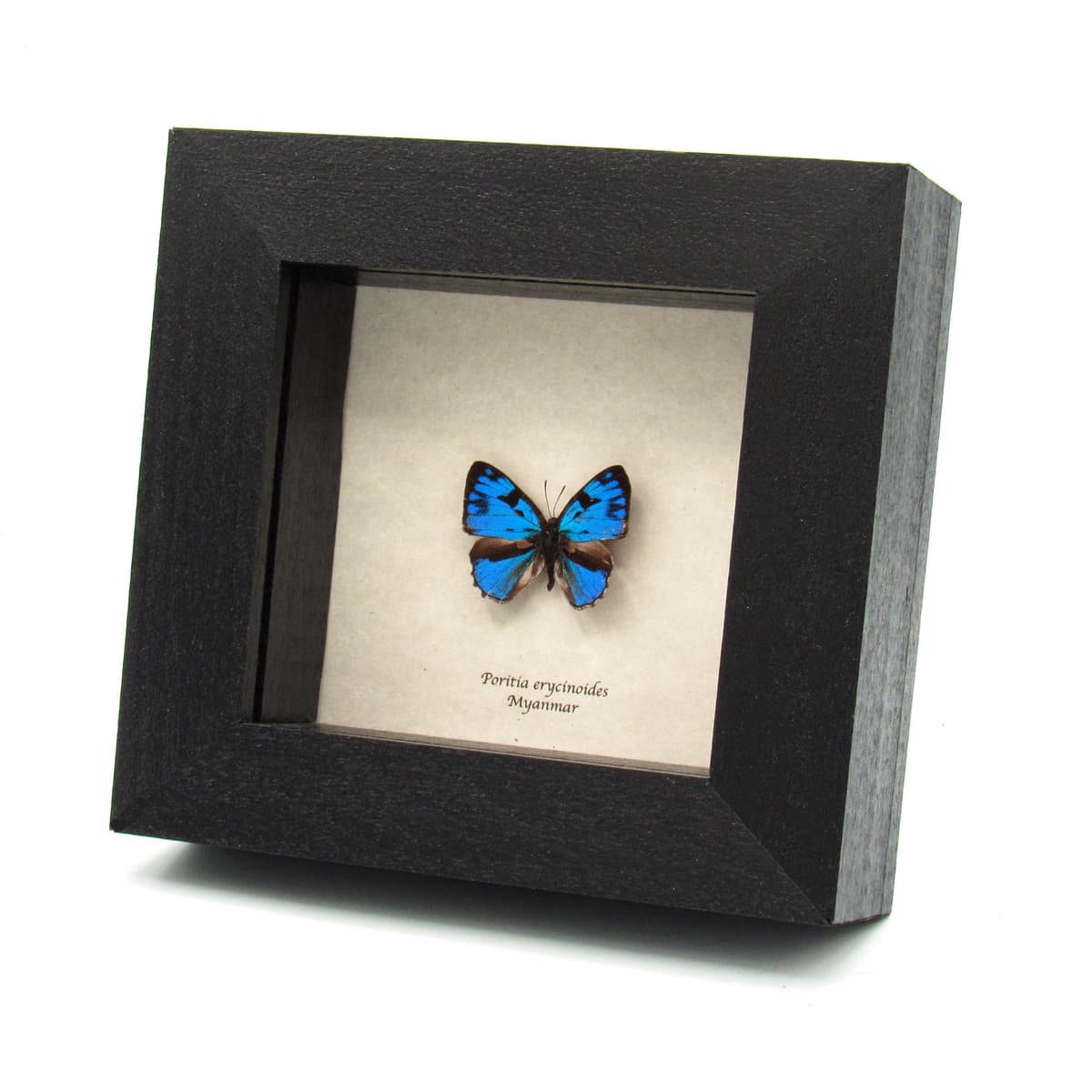 Real Blue Gem butterfly framed specimen - Poritia erycinoides
