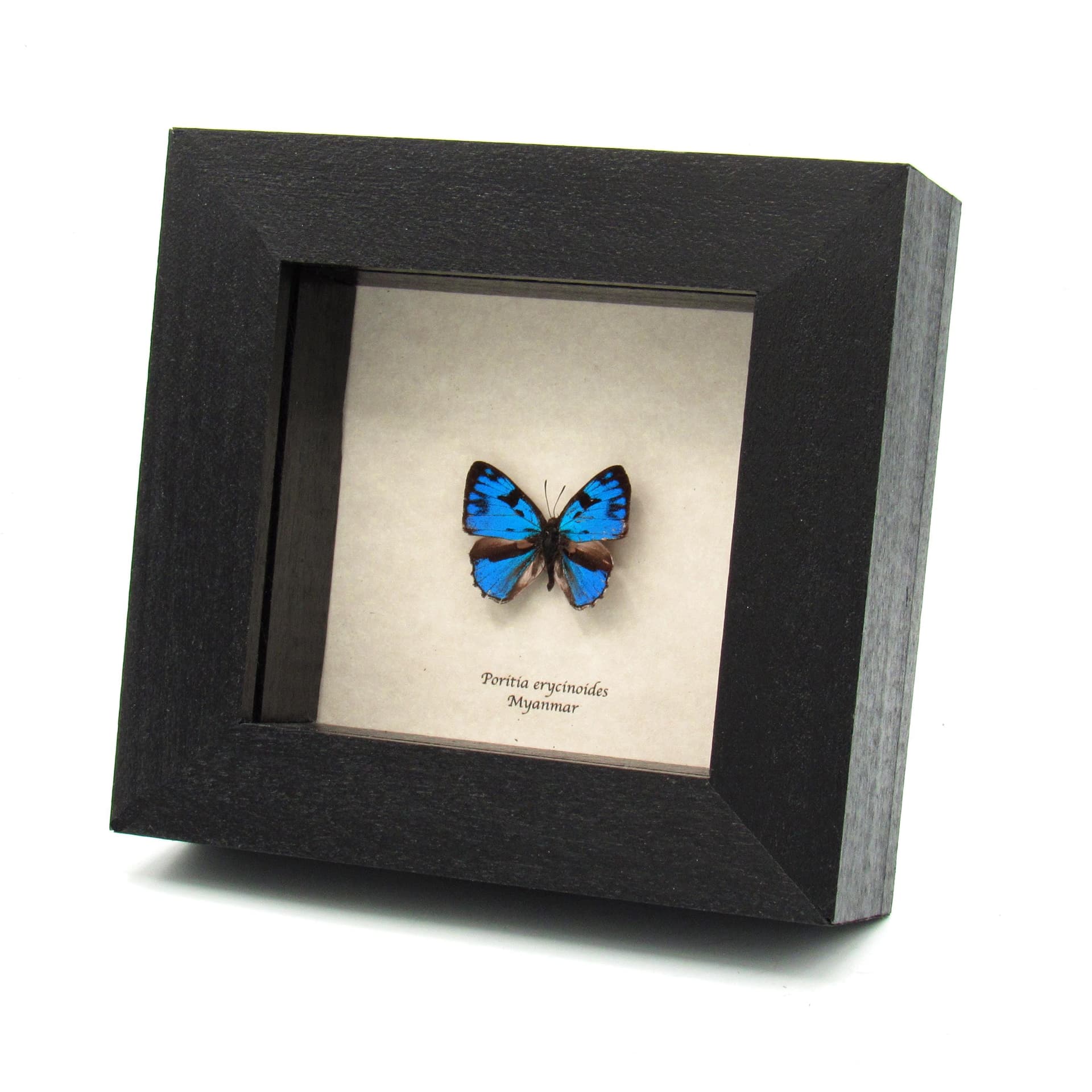 Real Blue Gem butterfly framed specimen - Poritia erycinoides