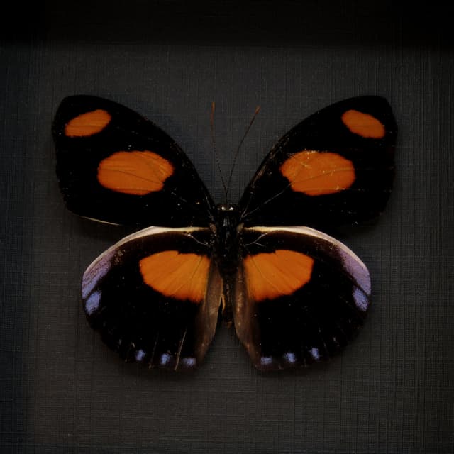 Real purple butterfly framed taxidermy - Catonephele numilia