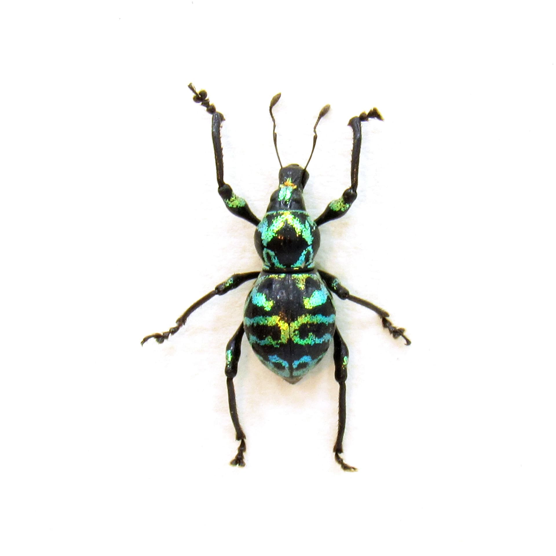 WEEVIL MANIA - Real green metallic beetle framed taxidermy - Metapocyrtus proteus