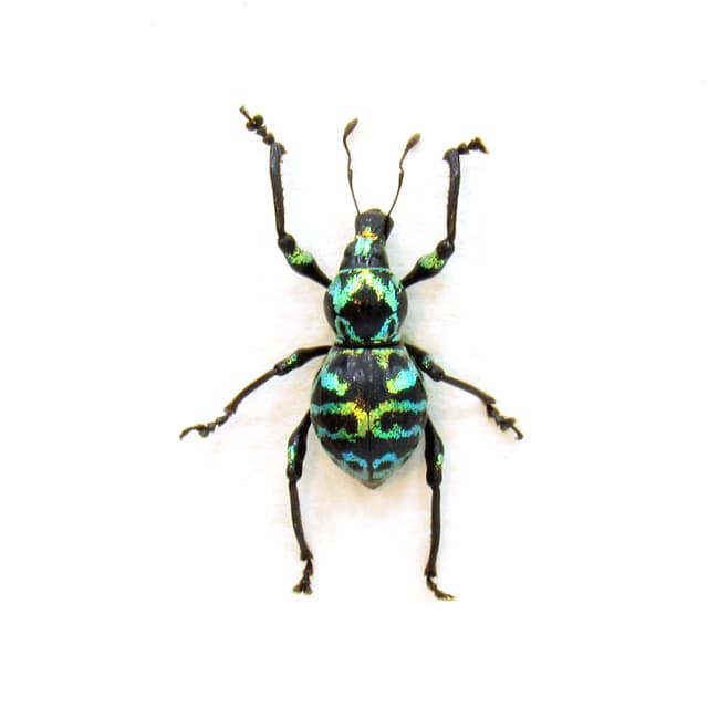 WEEVIL MANIA - Real green metallic beetle framed taxidermy - Metapocyrtus proteus