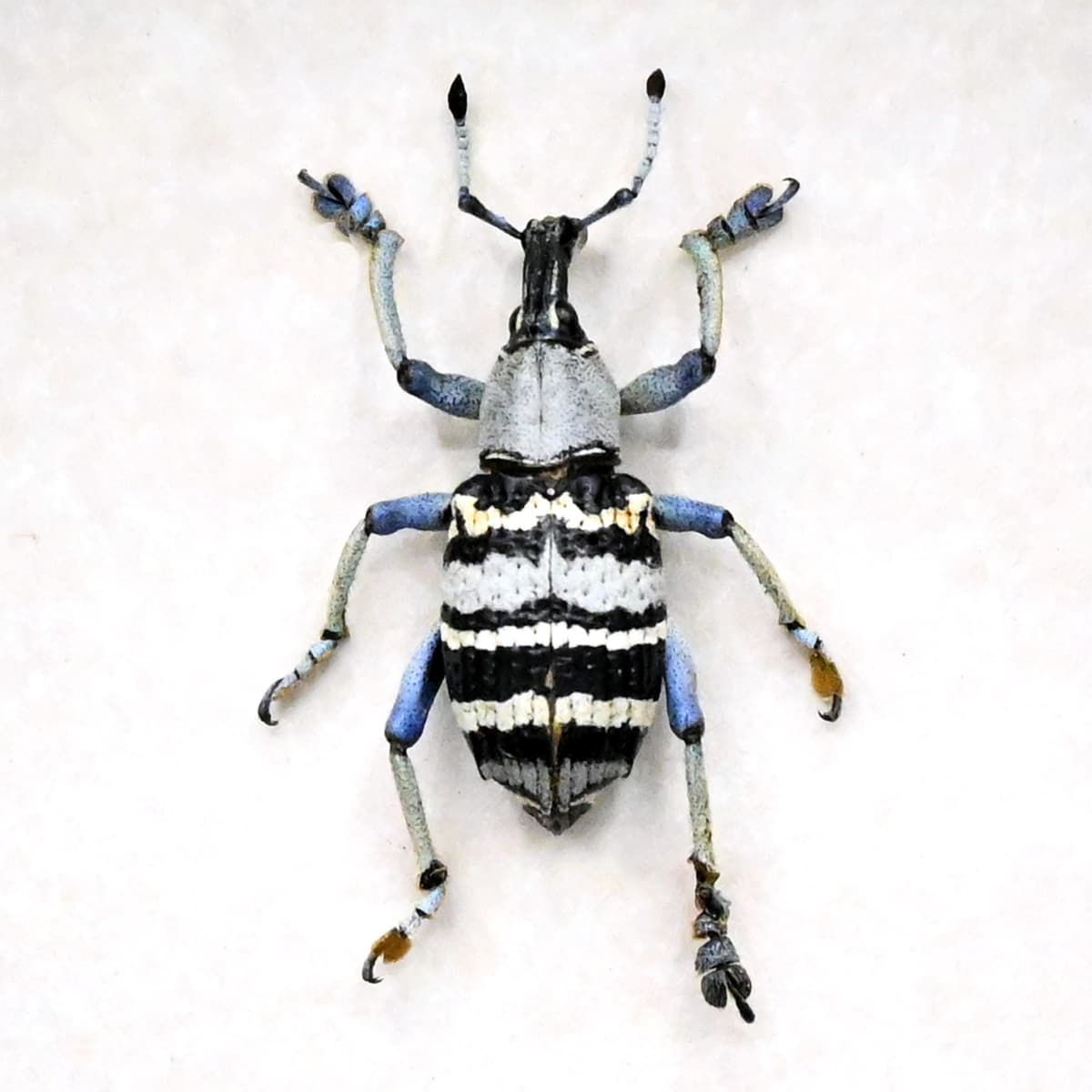 Real Weevil beetle framed taxidermy - Eupholus nickerli