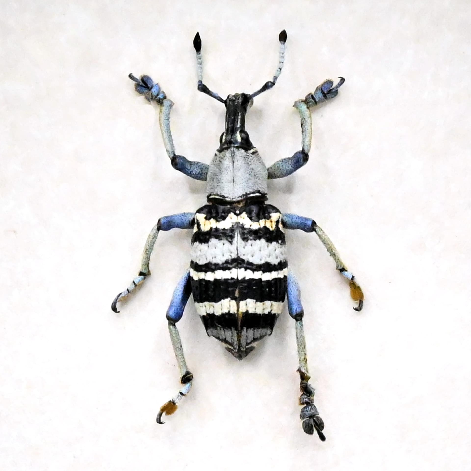 Real Weevil beetle framed taxidermy - Eupholus nickerli