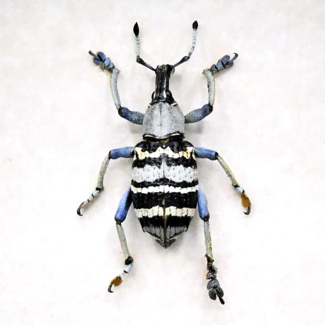 Real Weevil beetle framed taxidermy - Eupholus nickerli