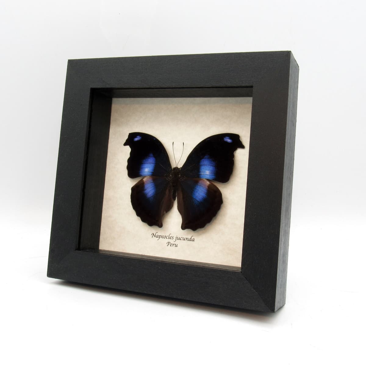 Real Great Blue Hookwing butterfly framed taxidermy - Napeocles jucunda