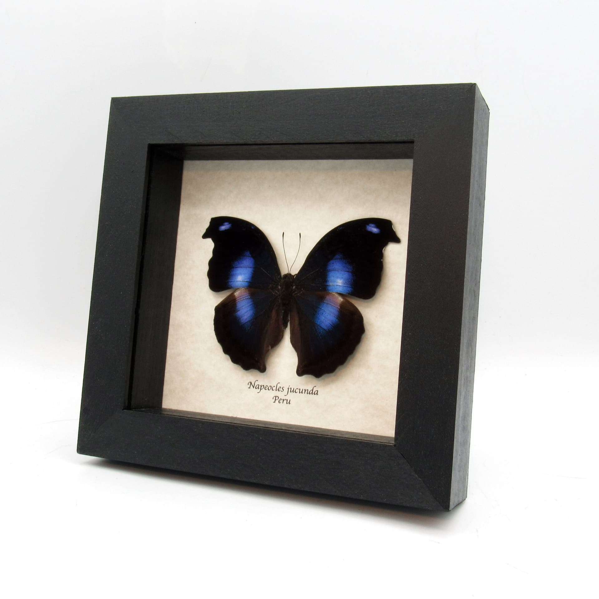 Real Great Blue Hookwing butterfly framed taxidermy - Napeocles jucunda