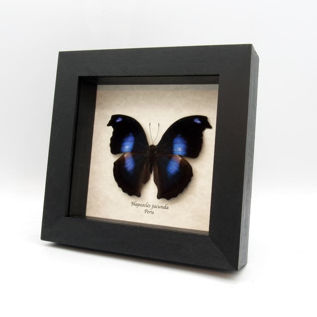 Real Great Blue Hookwing butterfly framed taxidermy - Napeocles jucunda
