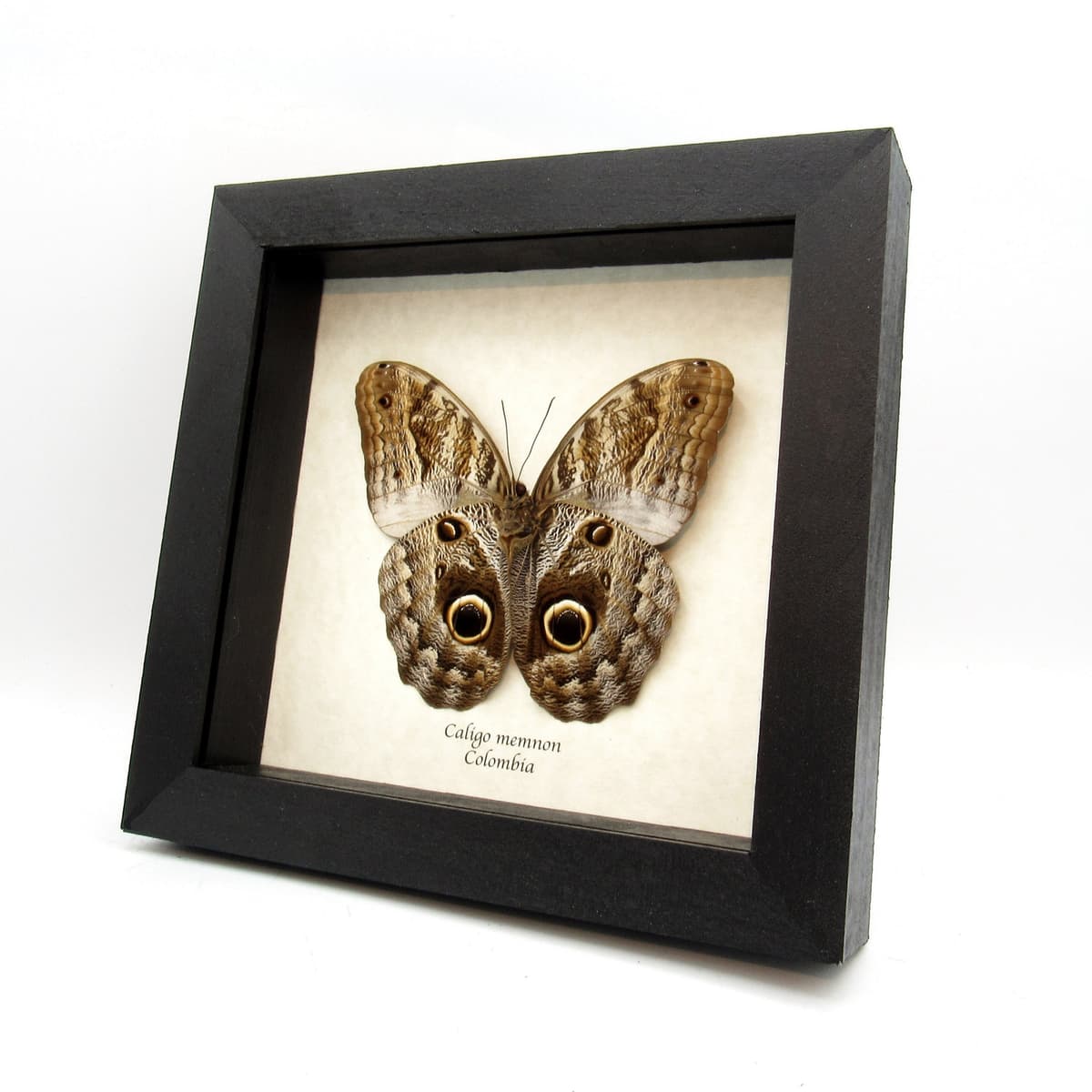 Real Giant Owl butterfly framed taxidermy - Caligo memnon