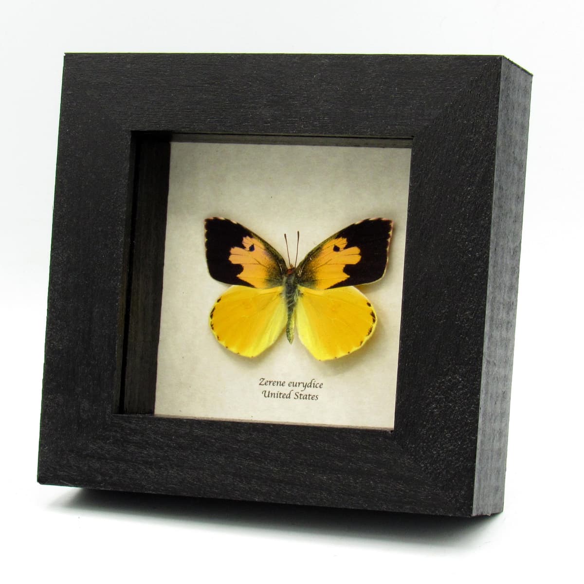 Real California Dogface butterfly framed taxidermy - Zerene eurydice
