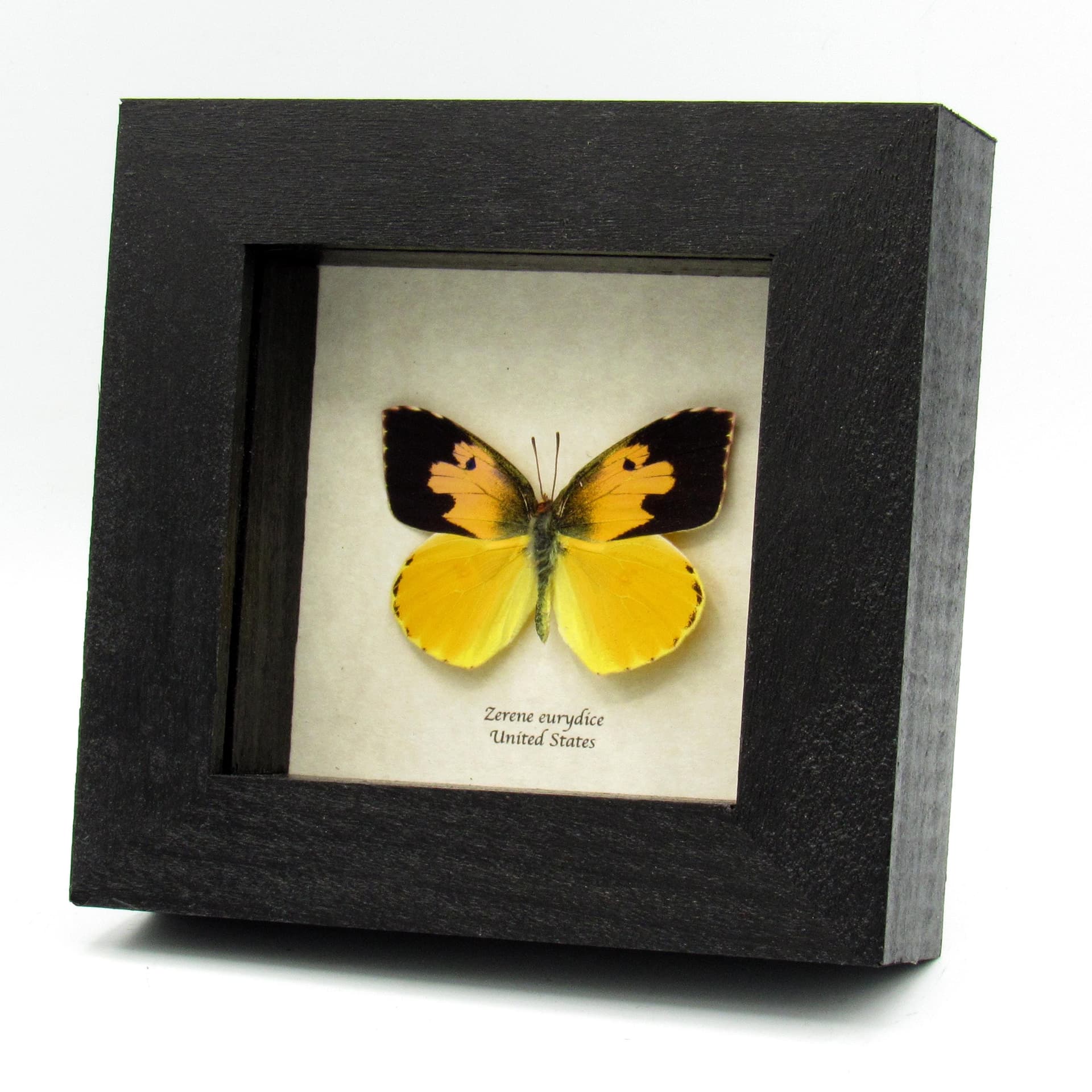 Real California Dogface butterfly framed taxidermy - Zerene eurydice