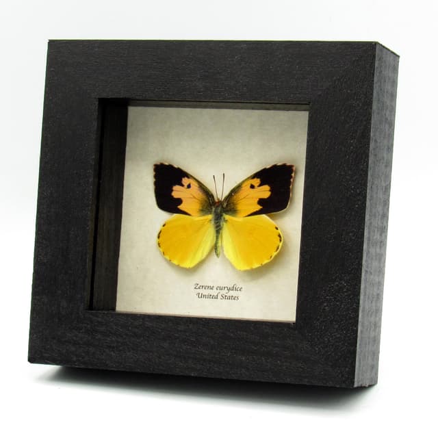 Real California Dogface butterfly framed taxidermy - Zerene eurydice