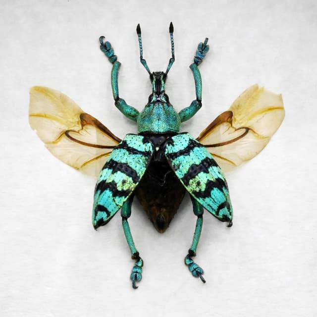 Real glitter Weevil framed taxidermy - Eupholus chevrolati