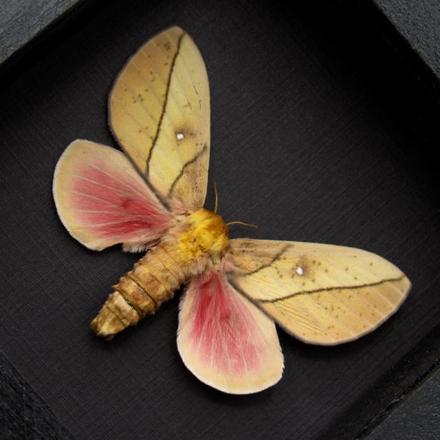 Real pink Saturn moth framed taxidermy - Syssphinx montana - large female