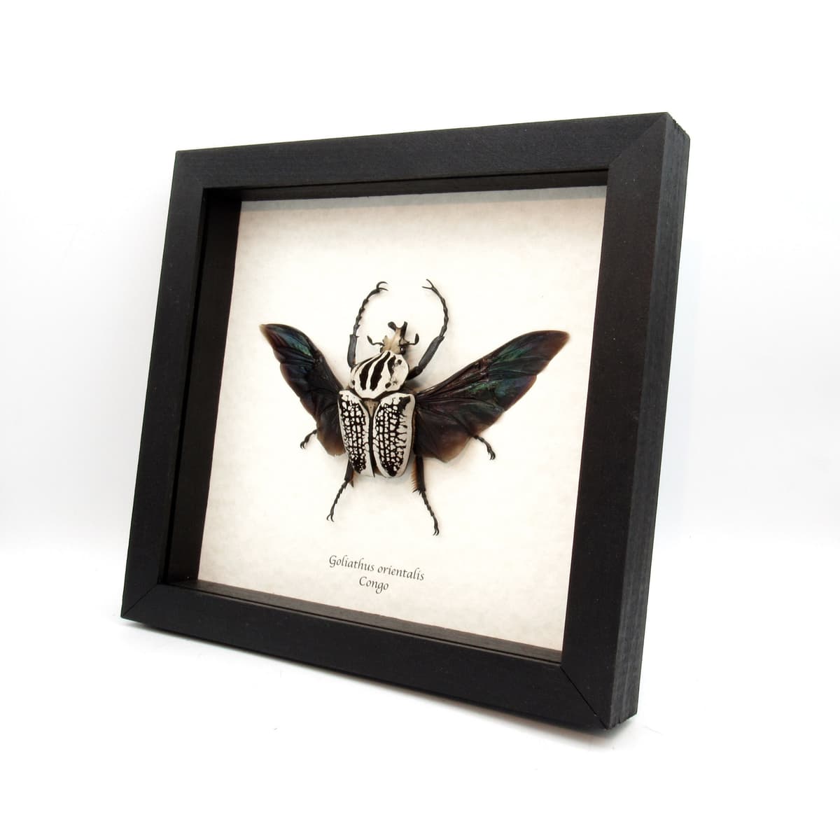 Real Giant Flower Beetle framed taxidermy - Goliathus orientalis