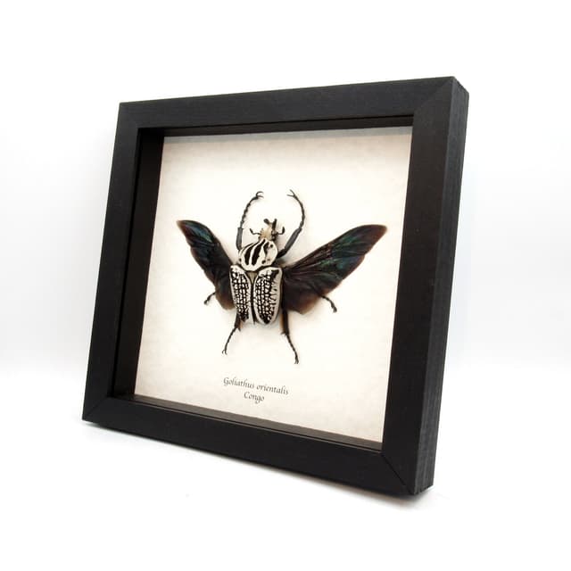 Real Giant Flower Beetle framed taxidermy - Goliathus orientalis
