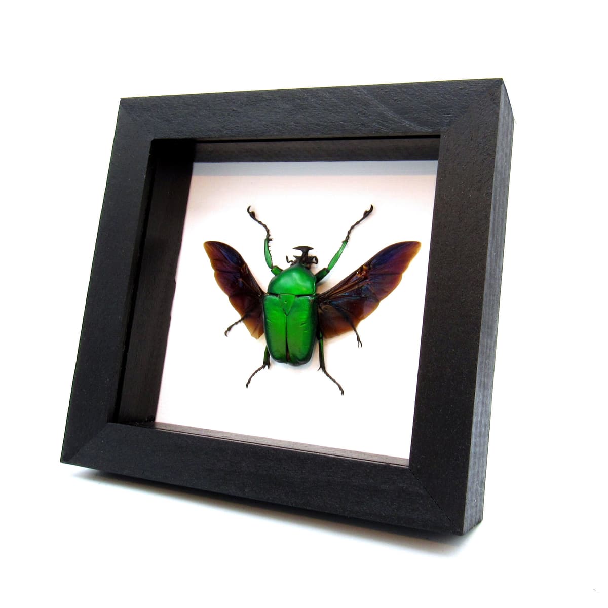 Large green African Scarab beetle framed taxidermy - Dicronorrhina micans
