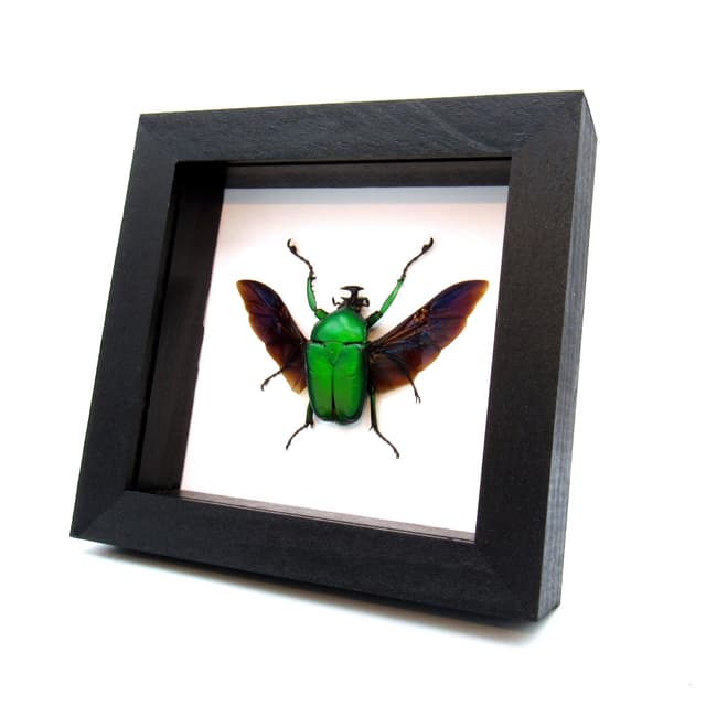 Large green African Scarab beetle framed taxidermy - Dicronorrhina micans