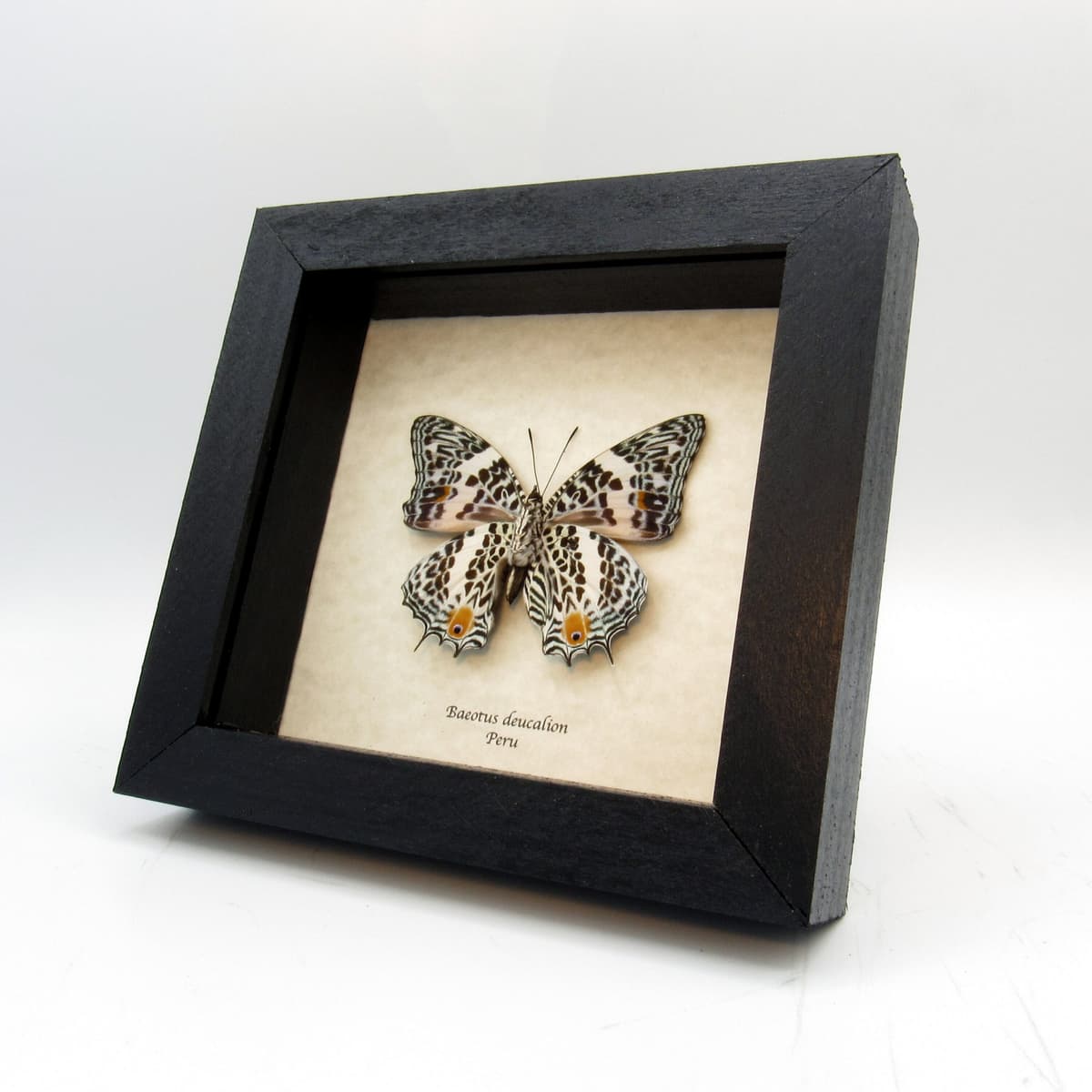 Real butterfly framed taxidermy - Baeotus deucalion