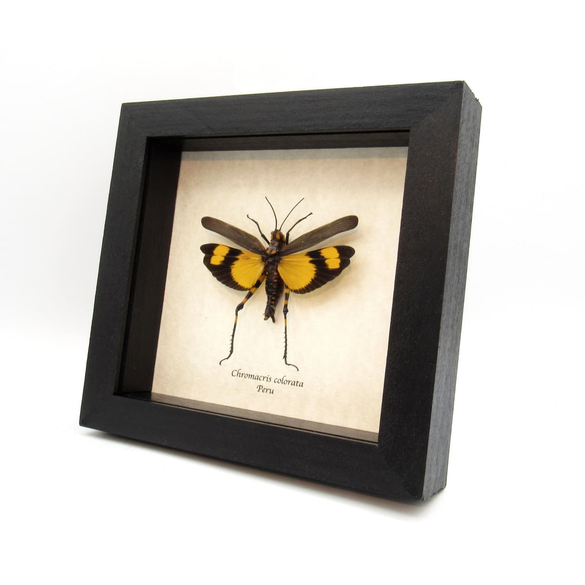 Rare yellow Grasshopper framed taxidermy - Chromacris colorata