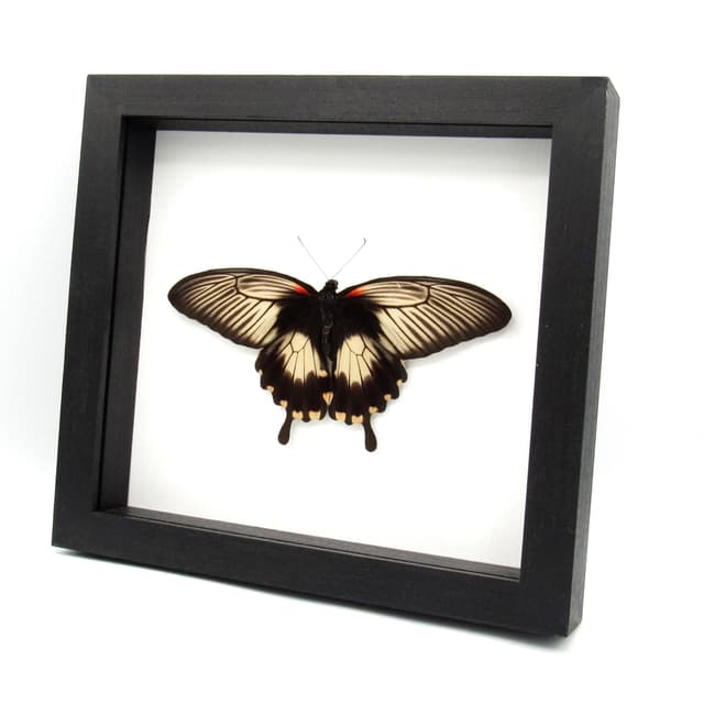 Rare XXL Swallowtail butterfly framed taxidermy - Papilio deiphobus - female - Victorian mount