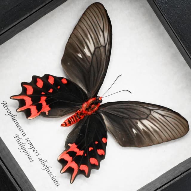 Real Vampire Swallowtail butterfly framed taxidermy - Atrophaneura semperi albofasciata - female - runt