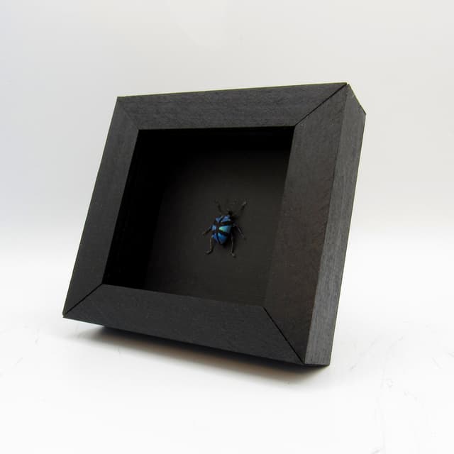 Rare blue metallic weevil framed taxidermy - Polytelis decussatus