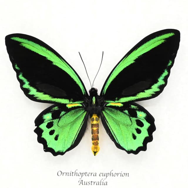 Rare Australian Cairns Birdwing butterfly framed taxidermy - Ornithoptera euphorion