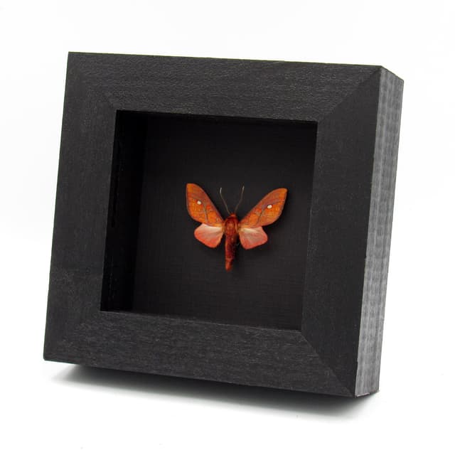 Real small red Erebid moth framed taxidermy - Ernassa justina
