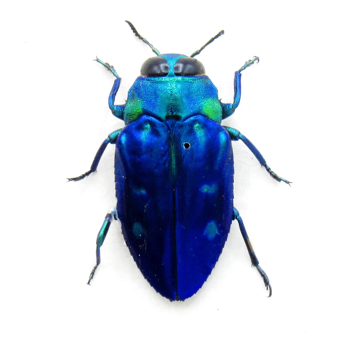 Rare blue metallic jewel beetle framed taxidermy - Chrysobothris cyanipennis