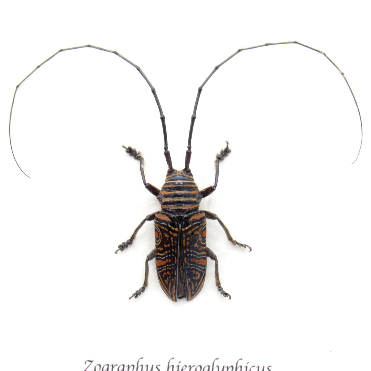 Real Hieroglyphic Longhorn beetle framed taxidermy - Zographus hieroglyphicus