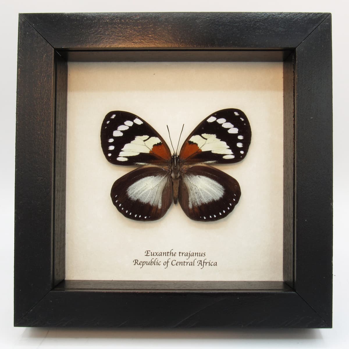 Real framed taxidermy butterfly - Euxanthe trajanus