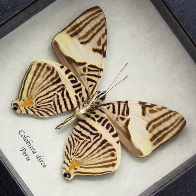 Real Zebra Mosaic butterfly framed taxidermy - Colobura dirce