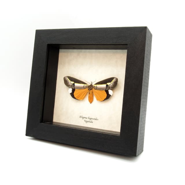 Rare yellow Tuft moth framed taxidermy - Eligma hypsoides