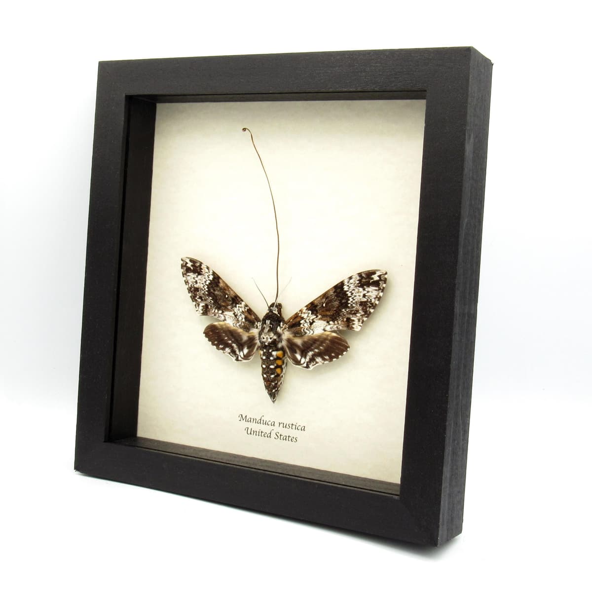 XL Rustic Sphinx moth framed taxidermy - Manduca rustica - female - extended proboscis
